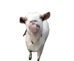 goat_talking