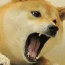 angry_shibe